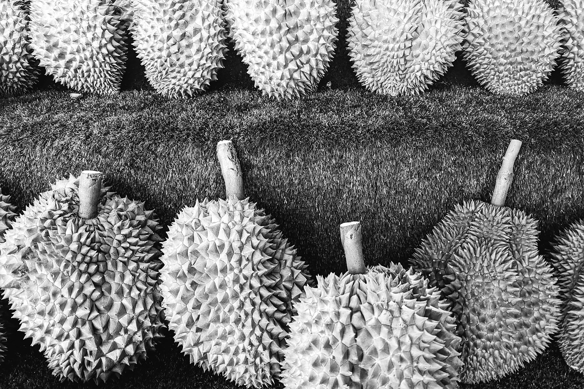 a group of cacti
