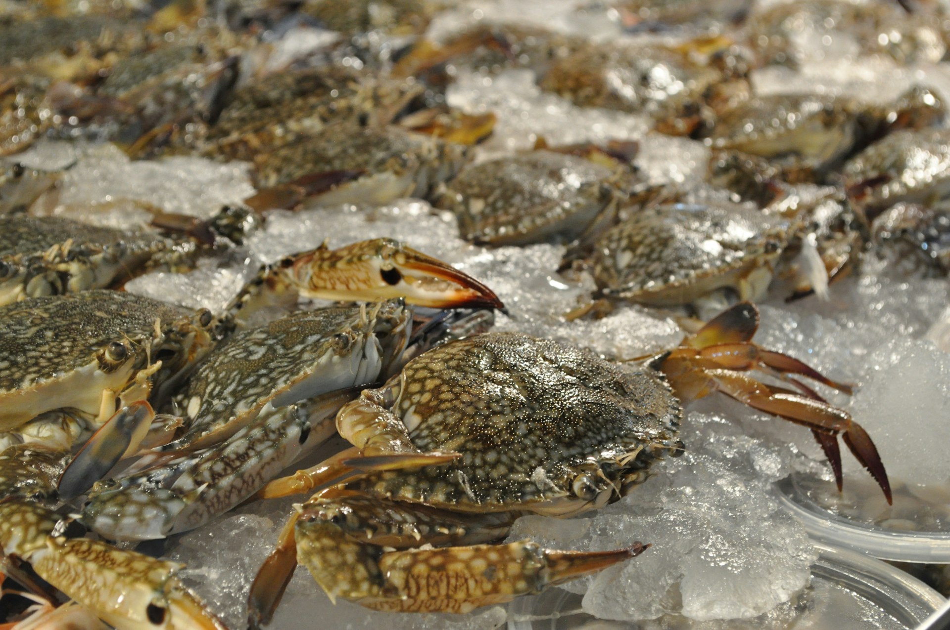 brown and white crab on white sand during daytime
